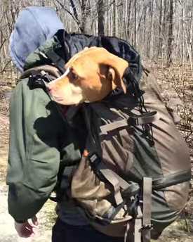 dog in backpack - článek