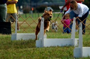 Jak psa unavit? A co flyball?