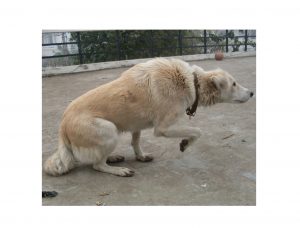 Proč pes kousl/zvíře zaútočilo?