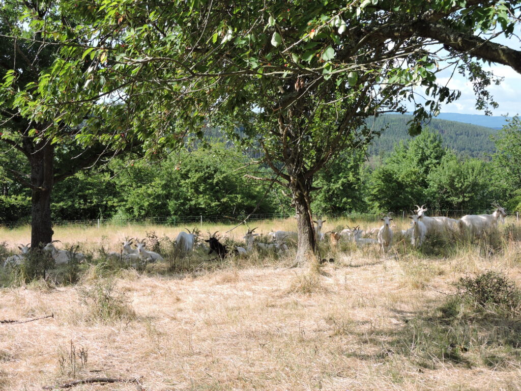 Kozy spásající zarostlou vegetaci na Štítarském kopci u Tasnovic – přírodní péče o krajinu bez techniky.