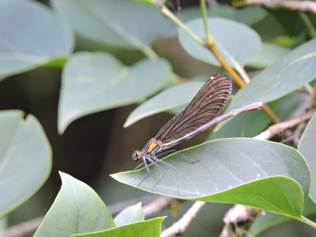 Samička motýlice obecné (Calopteryx virgo) sedící na listě